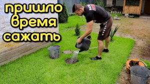 Размножаю КРАСОТУ на участке! Посадка банана