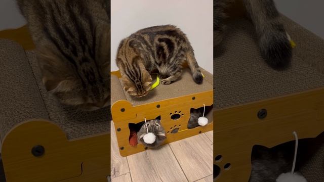 Конфликт кота и шотландской вислоухой кошки 🐱