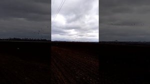 Дикие гуси пасутся на поле