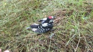 Спасение птенца дятла