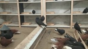 Николаевские голуби (Саратов) Ф7