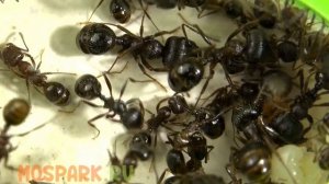 О муравьях Мессор Структор - Messor Structor