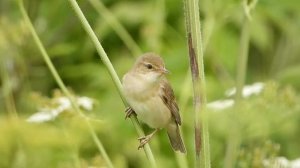 28.06.20 Болотная камышевка,  тревожные крики (2)