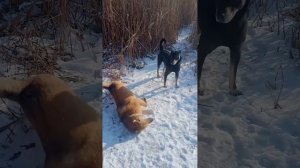 банда на районе