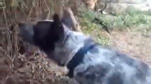 Собака против электрический забор