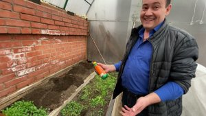 Привитые арбузы. Высаживаем в теплицу. Подвязываем. Формируем.