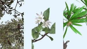 Видео с анимацией - растения