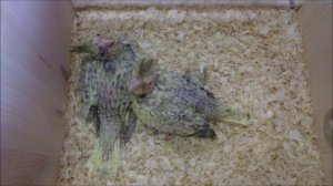 Птенцы кореллы.   30 дней за 3 минуты