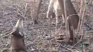 притравка лайки по кунице