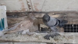 Голуби Асха Талдыкорган. Молодежь скобатых. Поясная бойная Казахстана.