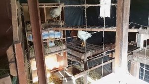 Курятник / козлятник построенный из хлама.