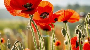 Жизненные истории слушать онлайн - Подарок судьбы...