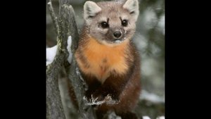 Охота на Куницу ЛРЕ. Взять живым!!!!!!!!!