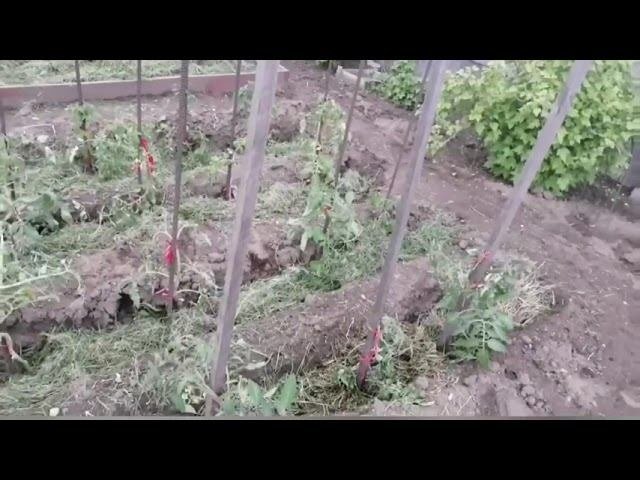 Творчество участников органическое земледелие
