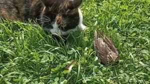 котька поймала птицу!!!!!! спасаю)))