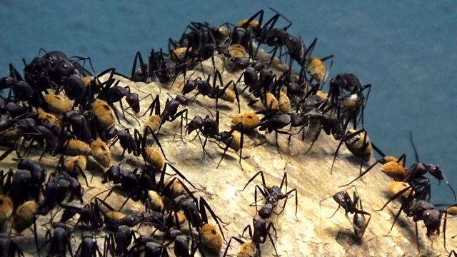 Camponotus fulvopilosus смотреть онлайн