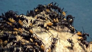 Camponotus fulvopilosus