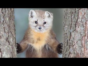 Два дня Охоты на Куницу с Сыном!!!! Задача взять без выстрела!!!!