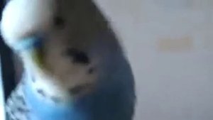 Кеша красавчик говорящий попугай.mp4
