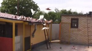 голуби в енакиево, летные, николаевские Олег лепа новое видео 21,06,14