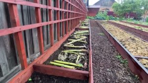 Картофельные гряды. Обустройство картофельного поля. Ответы на вопросы. Сентябрь 2021