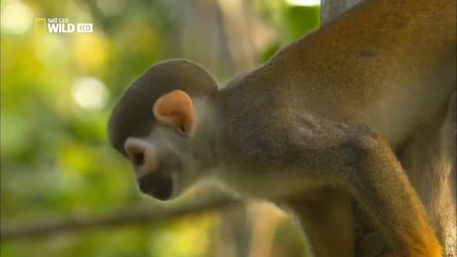 Дикая Амазонка Wild Amazon