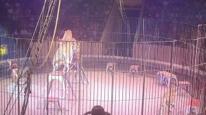 Тюменский цирк. / Итальянский цирк Слоны и Тигры./ весь цирк за 15 минут. / 2024.