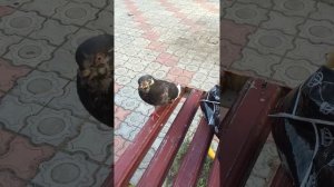 Наглый голубь