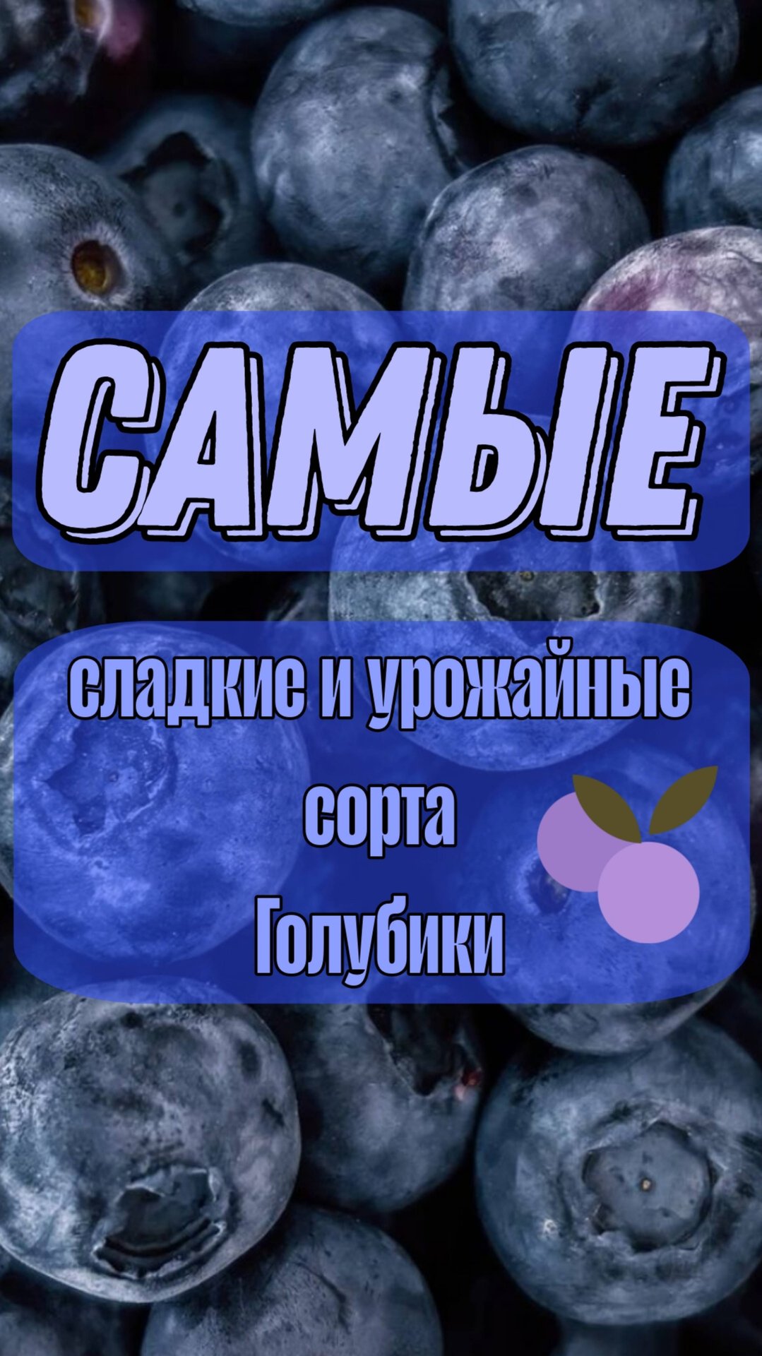 Самые ЛУЧШИЕ сладкие и урожайные сорта голубики смотреть онлайн