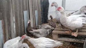 Ластоногие