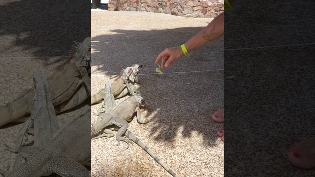 Венесуэла, остров Коче, отель Punta Blanca Holiday Village❤️ май 2023 год. смотреть онлайн