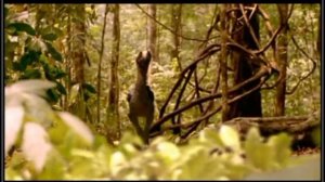 Гастоноптица (Гасторнис) против пропалеотерии | Прогулки с доисторическими зверями