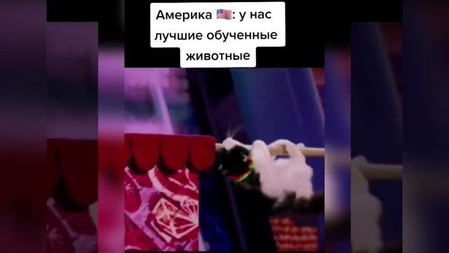 Путину честь даже голуби отдают...