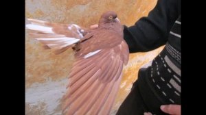 Николаевские голуби,город Золотое