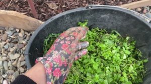 Мульчирование. Один из эффективных способов.