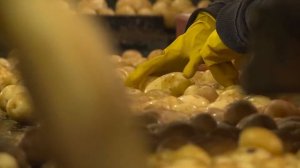 Картофелеводство