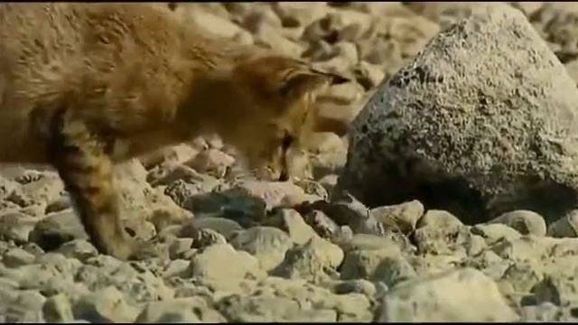 Дикие животные России