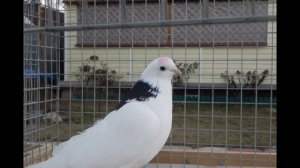 ижевские голуби Сергея Бусарова ..