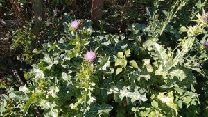 Расторопша пятнистая