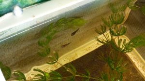 Мальки макропода (3 недели)