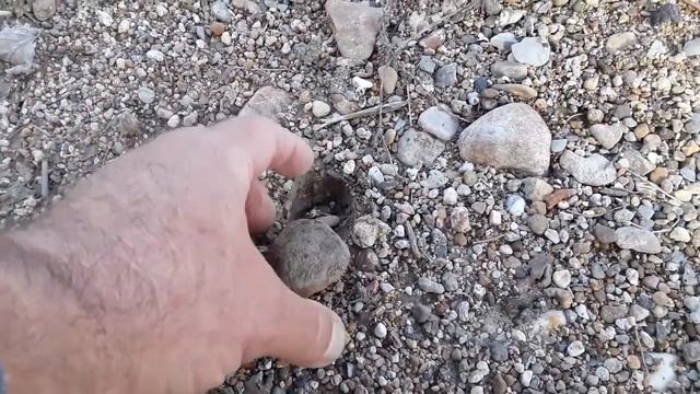 Fossils Covered In Calcite.....Dinosaur Bone