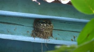 Как ласточка кормит птенцов - How Barn Swallow feeding chicks in the nest -
