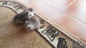 Little upset kitties I Маленькие грустные кошечки