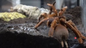 Pelinobius muticus King Baboon pairing