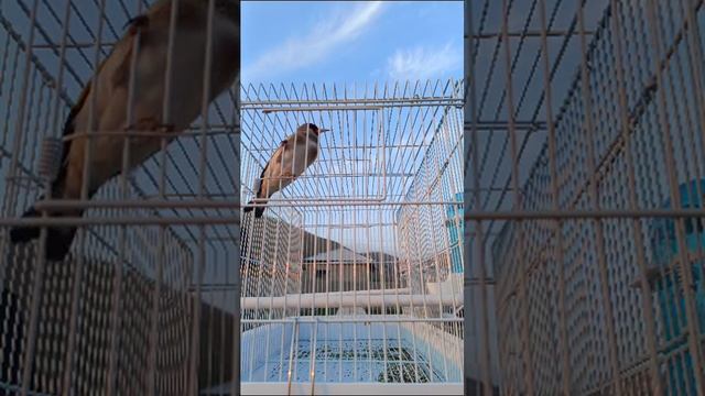 Щегол чир чир красиво поёт TJ