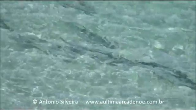 School of Tarpon swimming (Megalops atlanticus)  Florida USA by Antonio Silveira