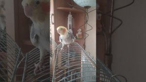Мой попугай корелла по имени Кеша умеет разговаривать и даже немного петь))