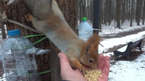 Немного о Балерине