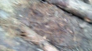 ОХОТА НА ЛИСУ КАПКАНАМИ НА ПРИВАДЕ. ЧАСТЬ 6 (свинка)