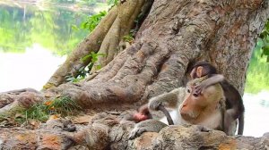 SO PITY NEW BABY GOLDIE WAS STOLEN BY NASTY MOM TARA